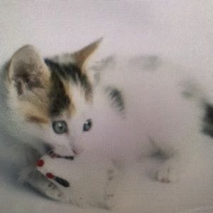 Meet your Posher, Kasey